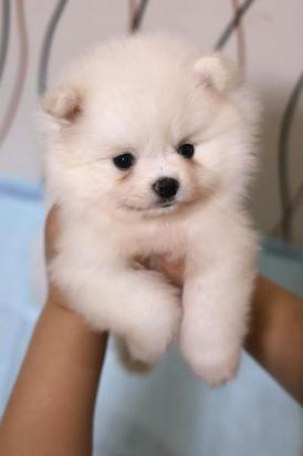 4个月的博美犬好养活吗-图1