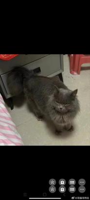 猫猫走丢了怎么最快找回-图1