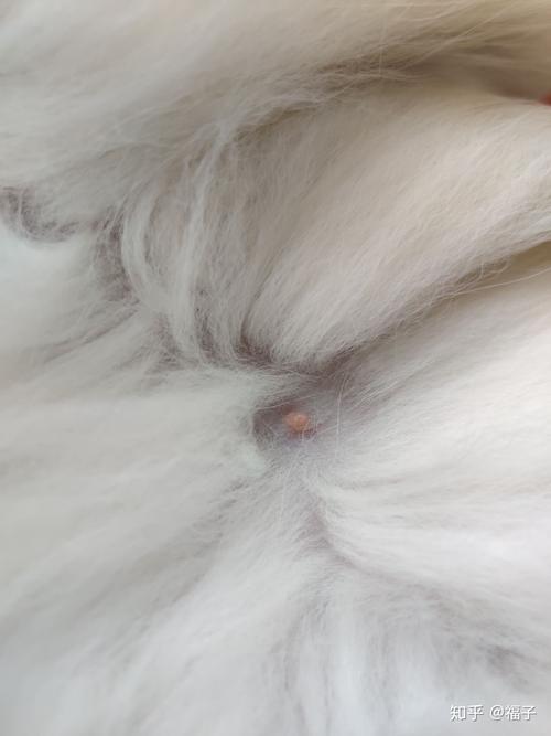 猫猫乳房变大是要生了吗-图1