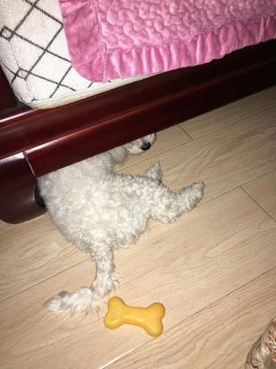 狗狗老往床底下钻是怎么回事