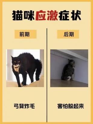 猫猫应激的表现-图1