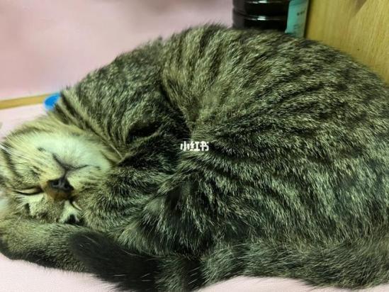 猫不吃东西是什么原因没精神-图1