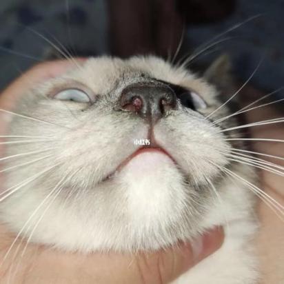 猫鼻子一直是干的但很活泼