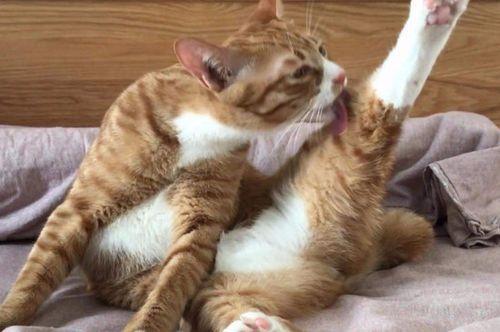 猫猫舔自己的毛是在干嘛-图1