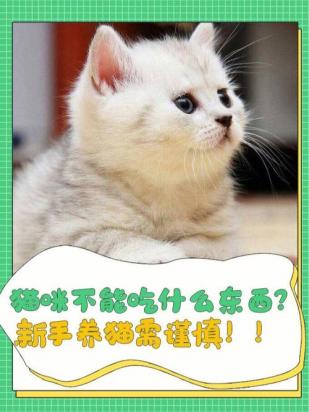 猫不吃饭精神不好怎么办