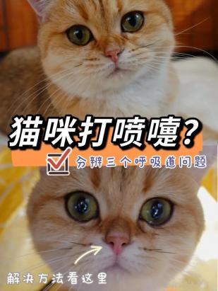 猫猫打喷嚏是为啥