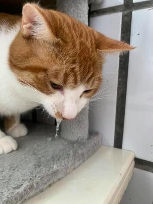 猫咪睡觉有呼吸声正常吗-图1