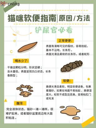猫咪拉稀怎么办？-1