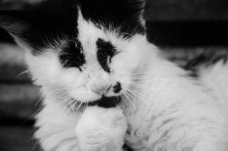 猫咪睡觉时爪子一颤一颤的