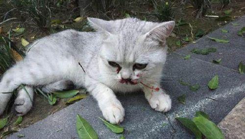 猫猫从楼上掉下去受伤会自愈么-图1