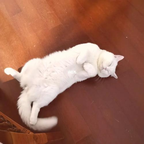 猫咪睡觉腹部起伏急促-图1