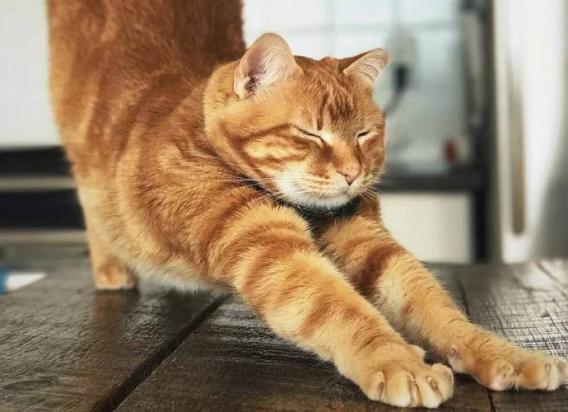猫猫发情了该怎么办