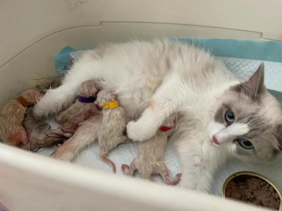 猫咪摔后死亡的前兆-图1