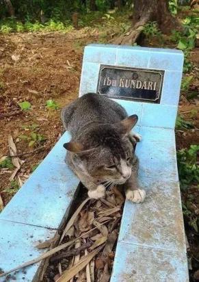 猫咪死后会去哪里-图1