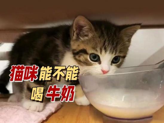 猫猫可以喝纯牛奶不?-图1