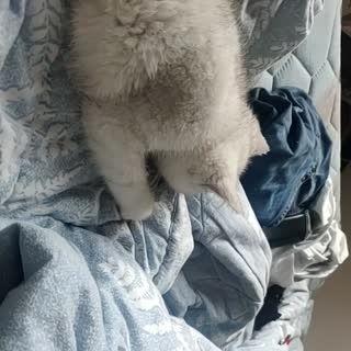 猫咪舔被子