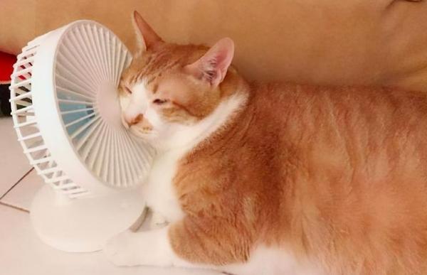 猫猫怕热不?-图1