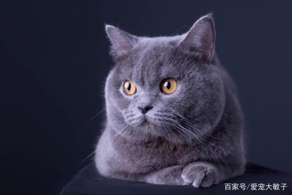 猫咪逃走了自己会回来吗-图1