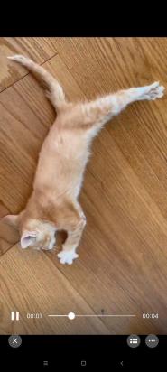 猫咪死前抽搐惨叫