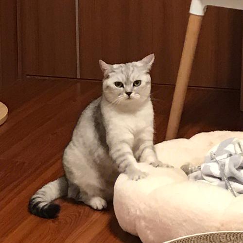 猫猫的踩奶是什么意思