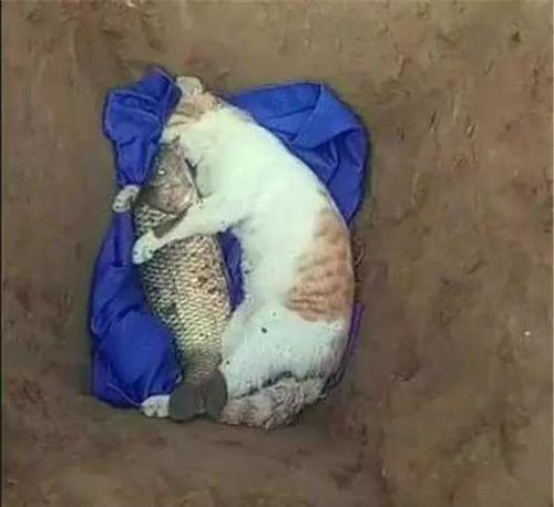 猫咪死了可以埋吗