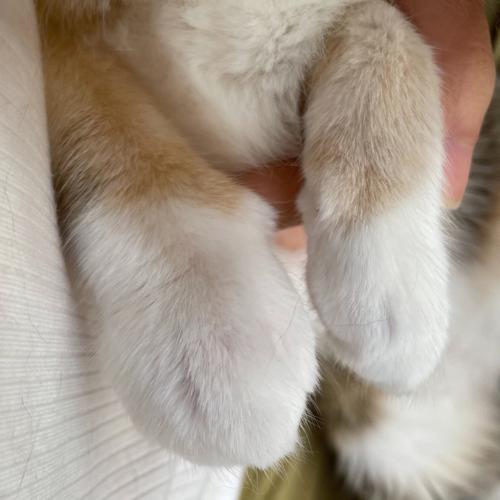 猫咪四肢浮肿怎么回事-图1