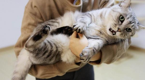 猫不让摸小猫轻轻推开我的手-图1