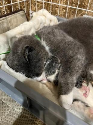 猫咪死了能马上再养一只吗-图1