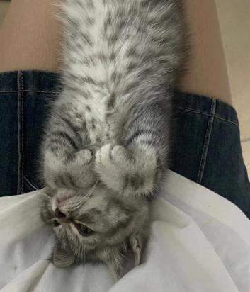 猫咪睡着了肚子起伏频率很快-图1
