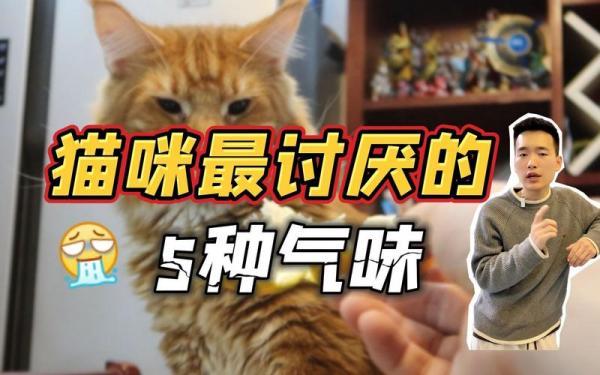 猫咪讨厌什么味道