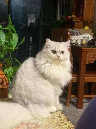如何让金吉拉猫不叫-1