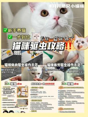猫咪体外驱虫的正确方法图解-图1