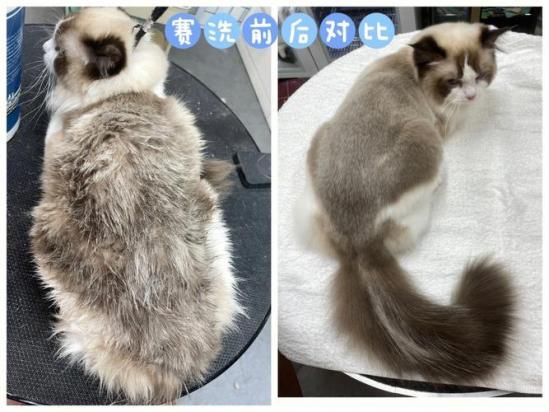 猫咪剃毛后多久能长出来-图1