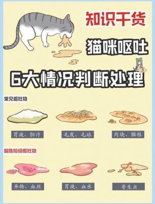 猫猫出现呕吐是怎么回事