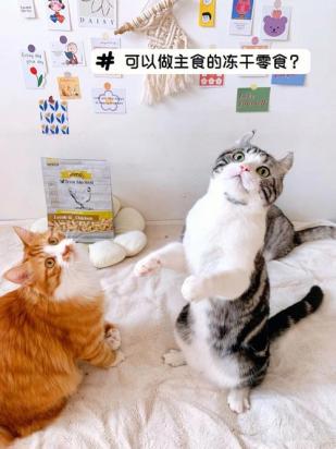 如何训练狸花猫乖乖吃饭-图1