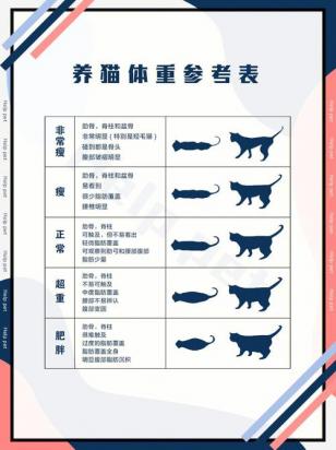 猫咪太瘦怎么增肥？营养食谱和运动方案推荐-1