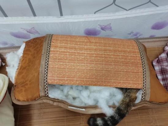 猫咪睡枕头上风水好吗-图1