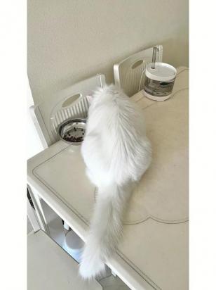 怎么改正山东狮子猫不良行为-图1