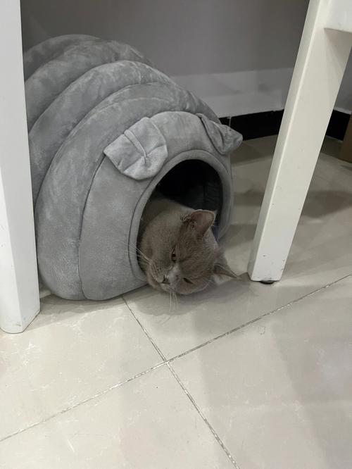 怎么训练喜马拉雅猫睡在猫窝-图1