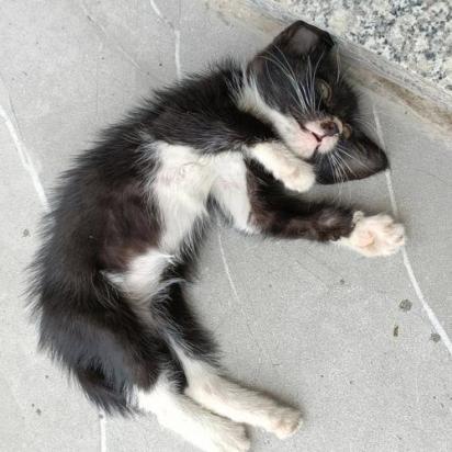 猫咪死后处理方式