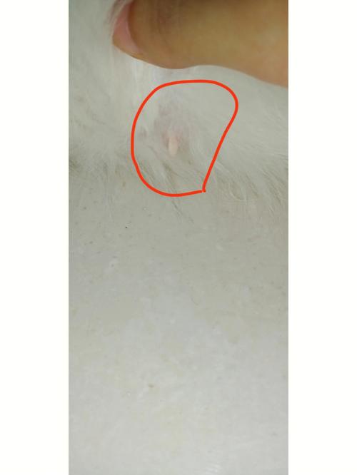 猫咪受孕成功三天的表现-图1