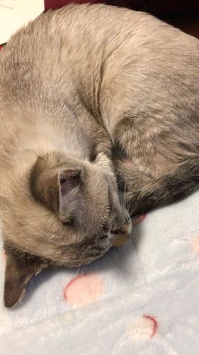 猫咪睡觉时一阵一阵的颤抖-图1