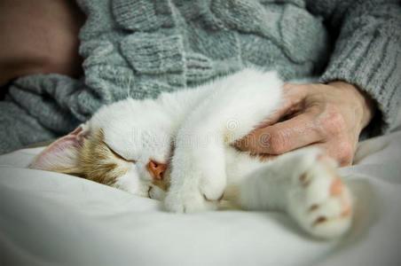 猫咪睡在主人旁边咕噜咕噜-图1