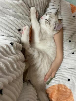 猫咪死后会复在其他猫身上吗-图1