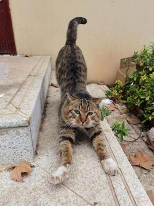 猫咪伸懒腰的姿势