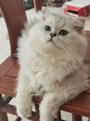 金吉拉猫怎么训练-图1