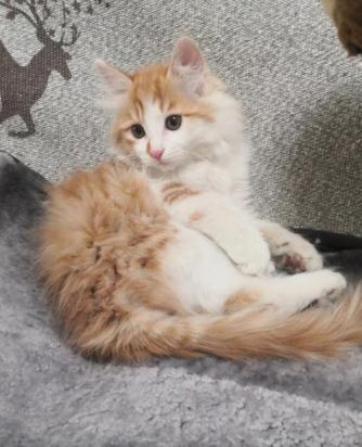 如何训练挪威森林猫不怕水-图1