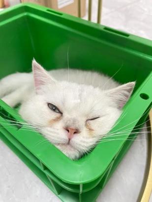 猫咪睡醒连打好几个喷嚏-图1
