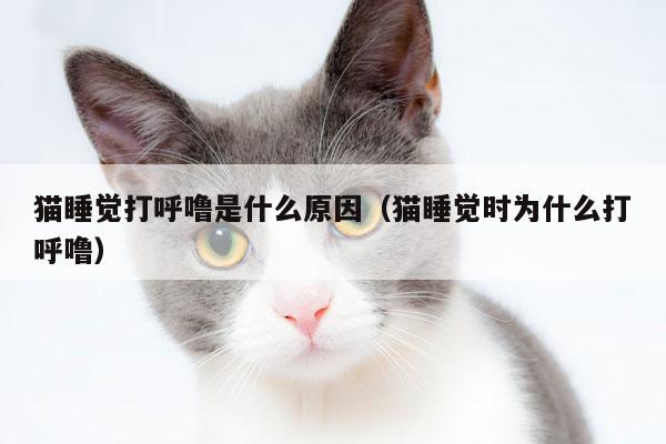 猫咪睡觉打呼噜是什么原因-图1