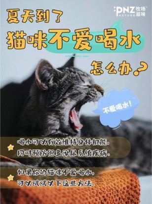 猫不喝水怎么办-图1